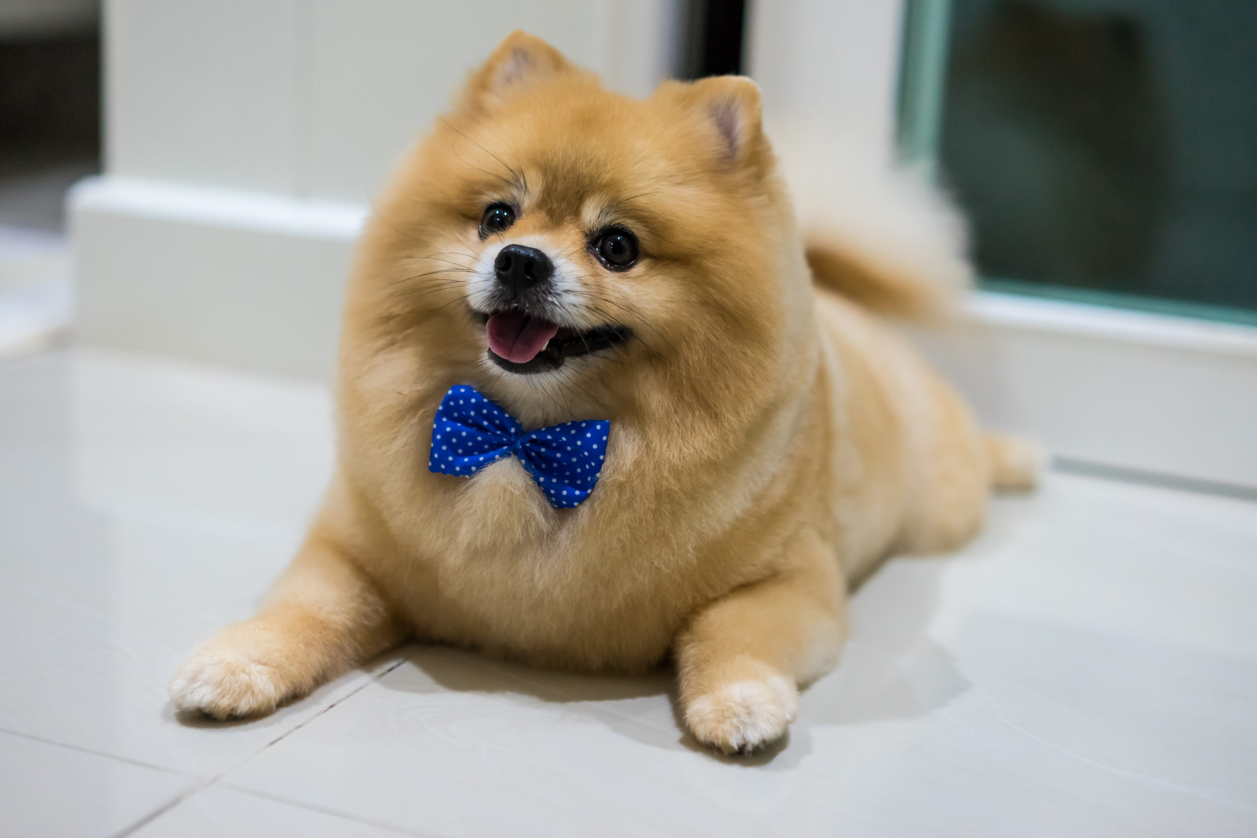 Cute-dog-with-bowtie-Dog-Spa-Waggles-Pet-Resort