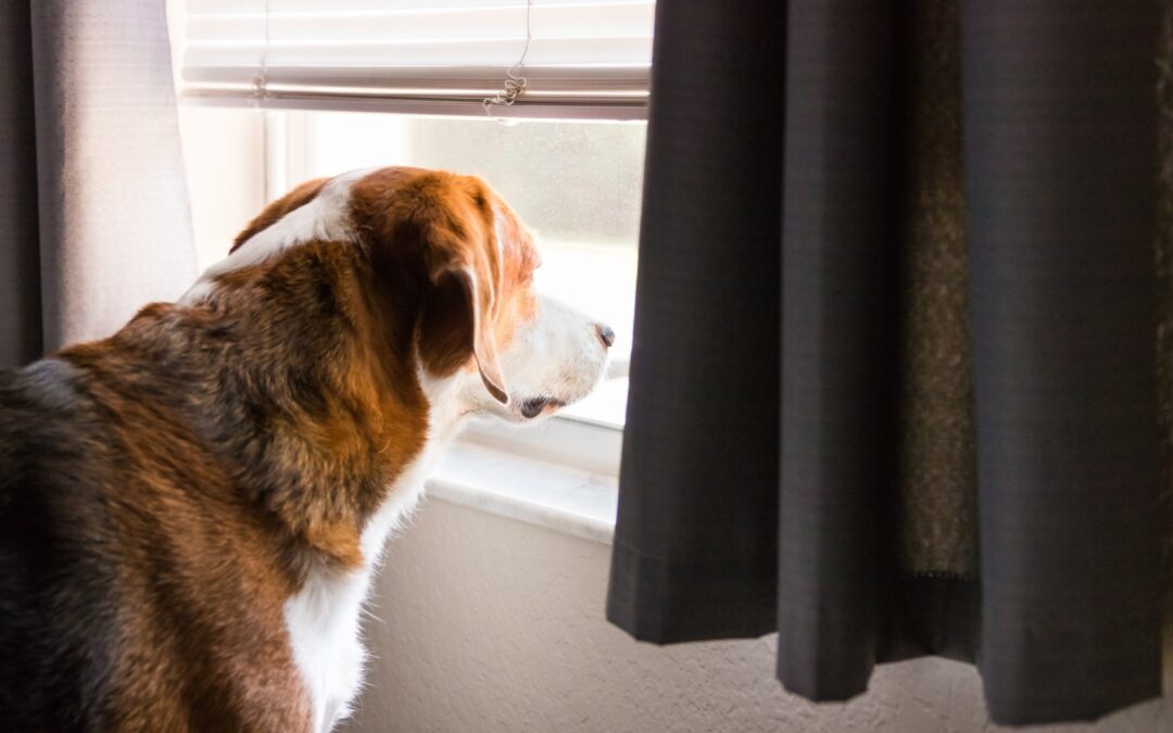 Doggie Daycare Can Help Your Pet Make a Split from Separation Anxiety