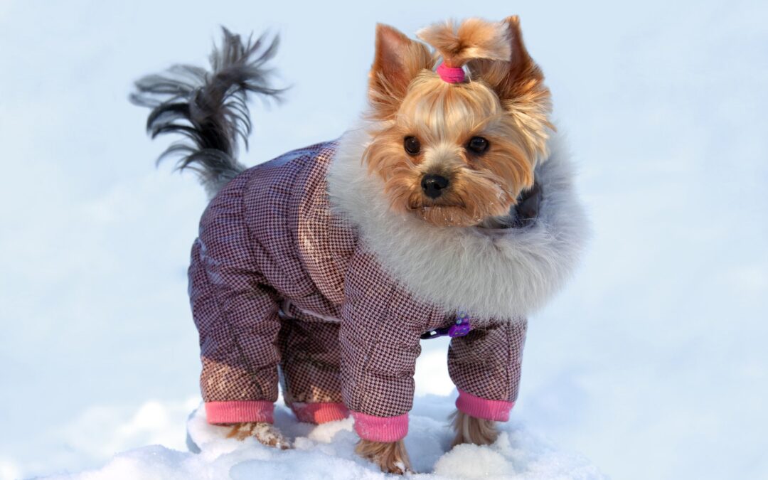 Five Tips to Keep Your Dog Safe from the Cold this Winter