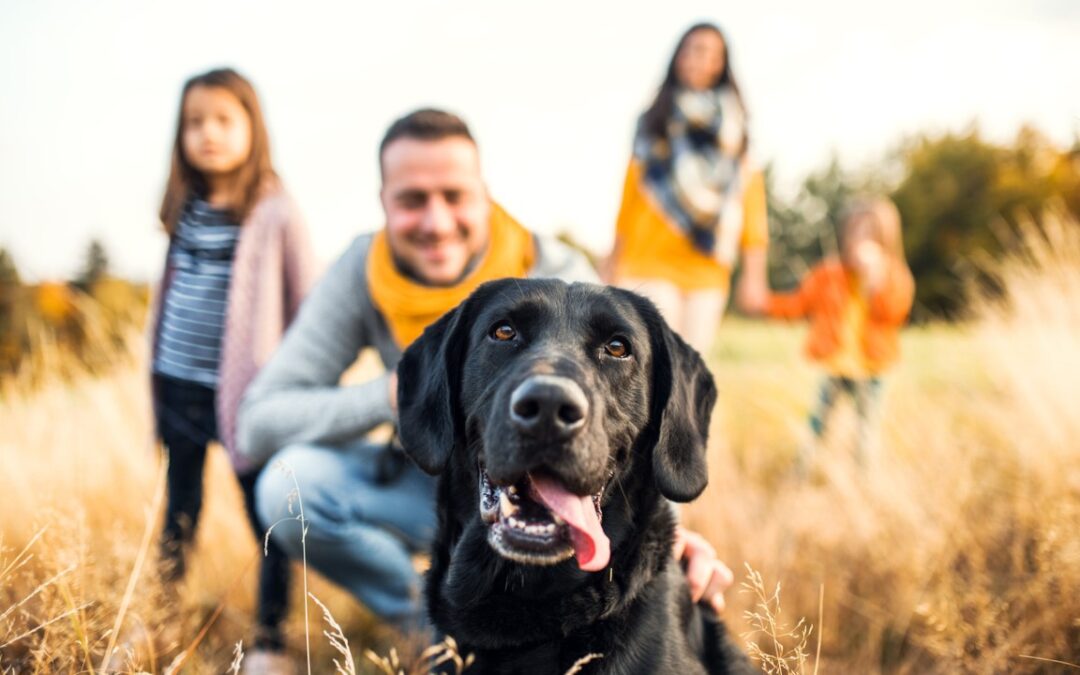 How Pet Boarding Can Make Family Gatherings Easier on Your Dog