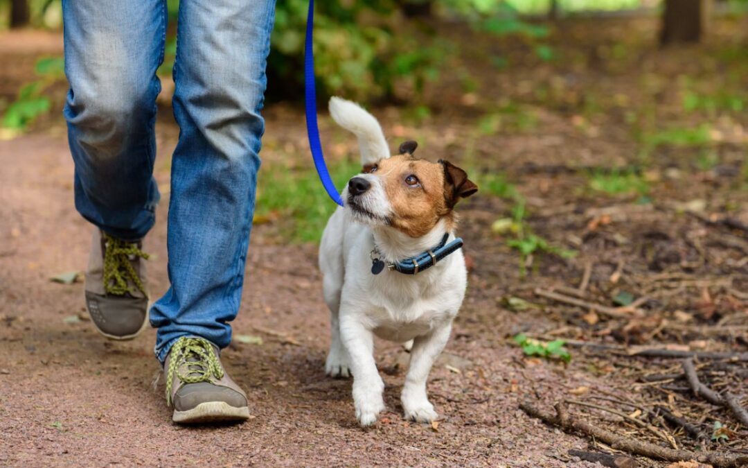 Tick Season is Here – Take Steps to Protect Your Dog (and the Rest of Your Family)