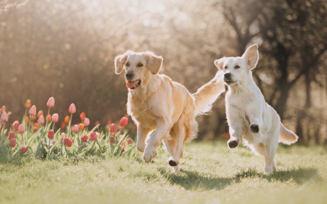 How the Best Dog Daycares Assemble Awesome Playgroups for Dogs