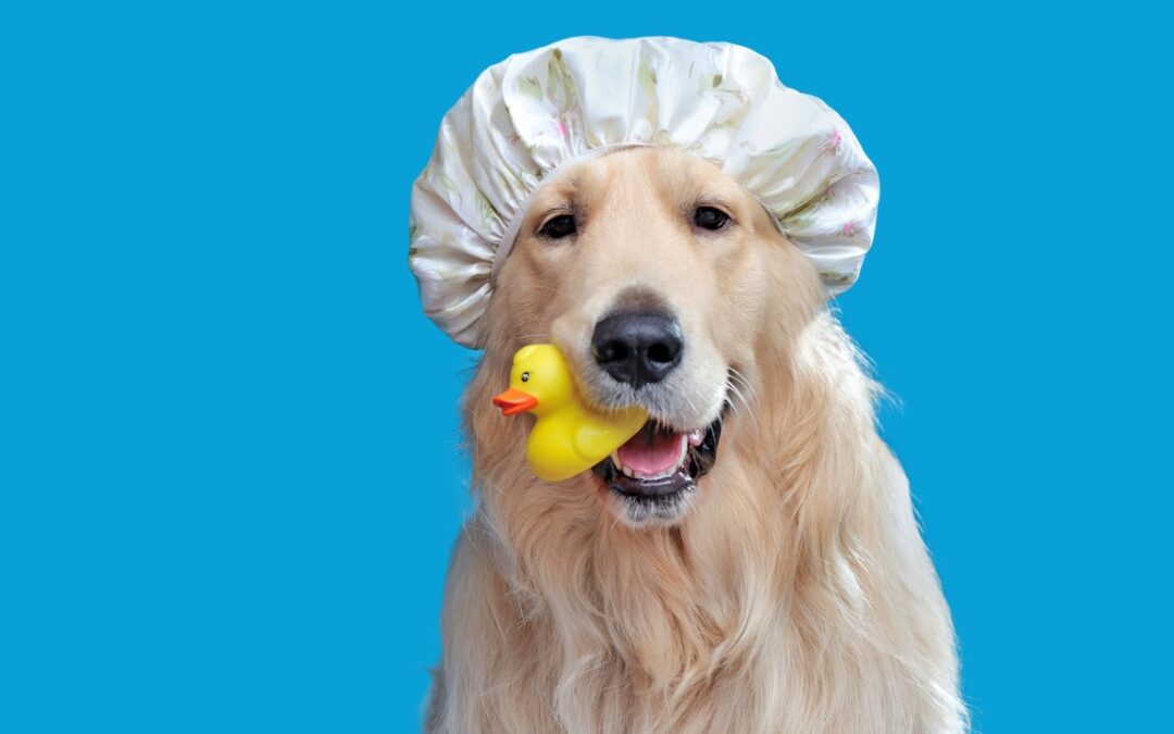4 Hidden Benefits of Bathing Your Dog