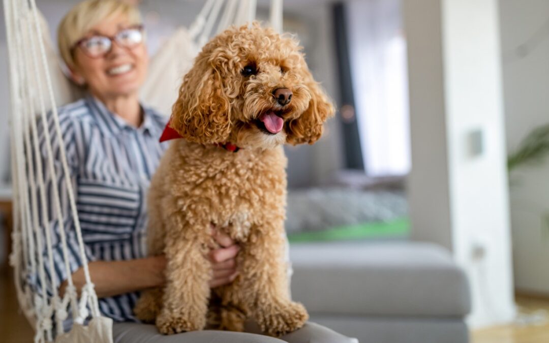 3 Ways to Prepare for Time Apart from Your Dog During Summer Vacation