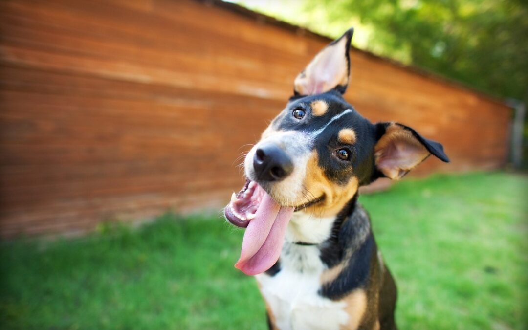 Look for These 4 ‘Musts’ When Touring Luxury Pet Resorts