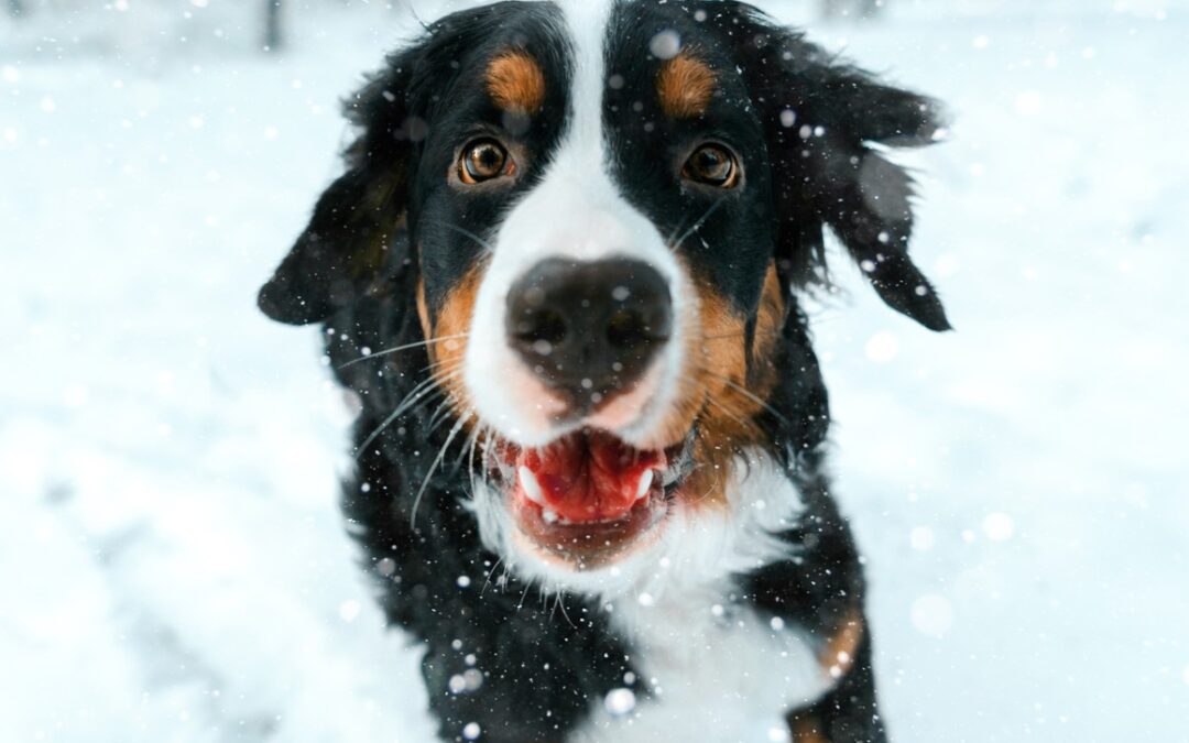 3 Ways Dog Daycare Services Make Snow Days Successful