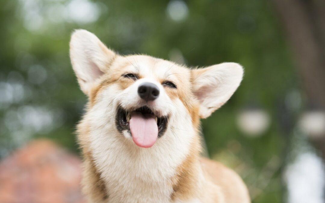 3 Important Pet Resort Practices that Alleviate Stress and Fear