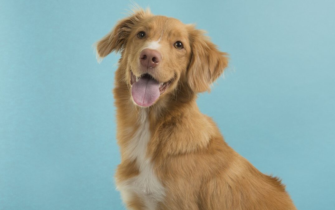 4 Ways the Best Pet Resorts Put Your Dog’s Safety First