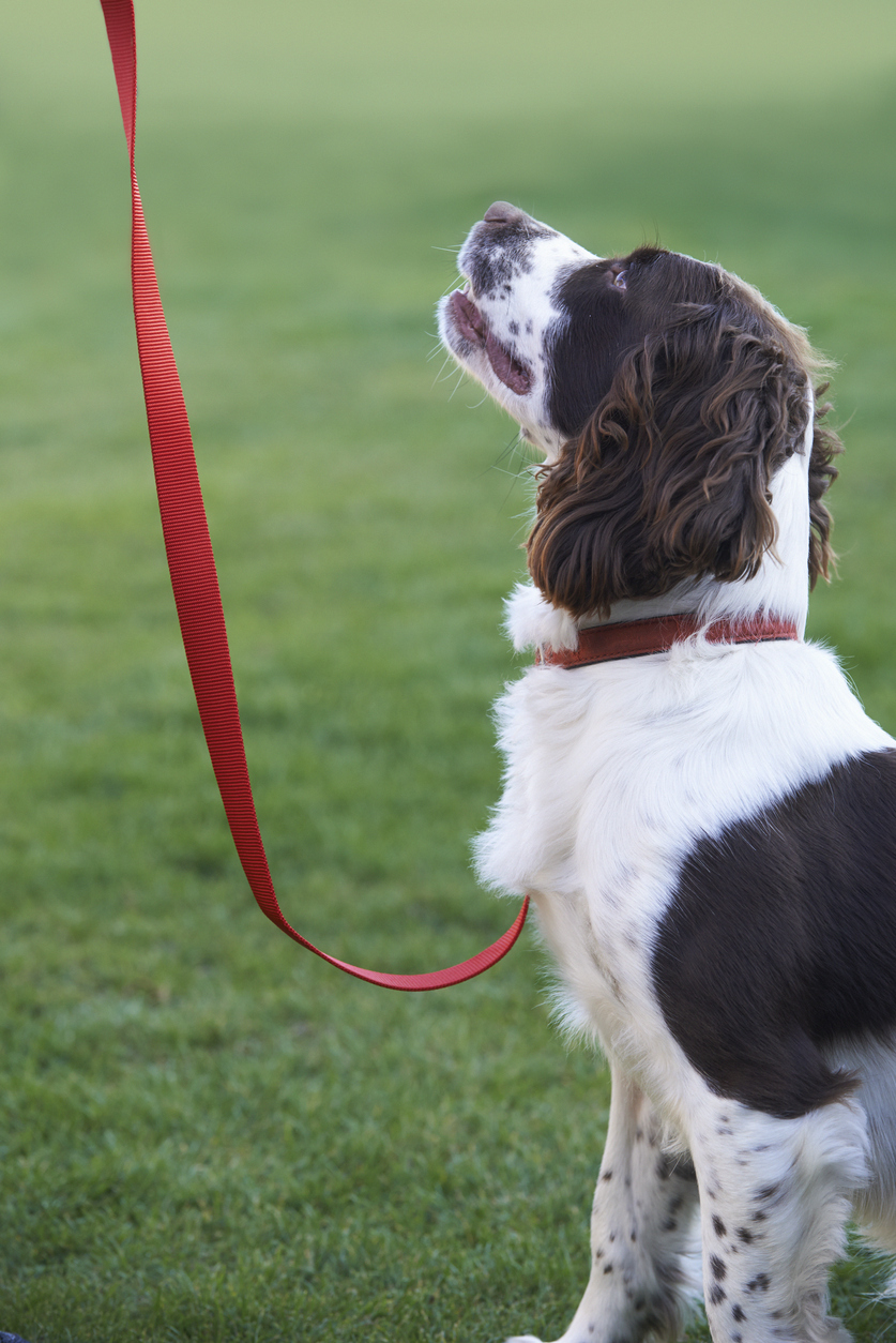 dog in training session