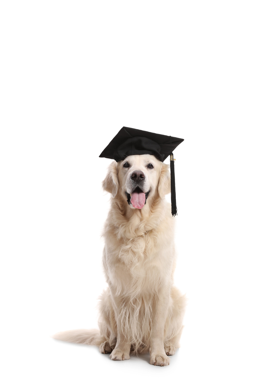 dog with graduation hat on