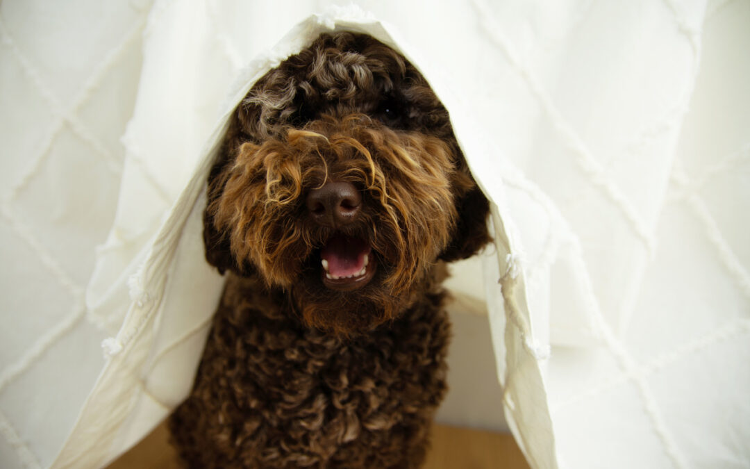 The Number 1 Reason to Consider a Pet Resort During Fireworks Season