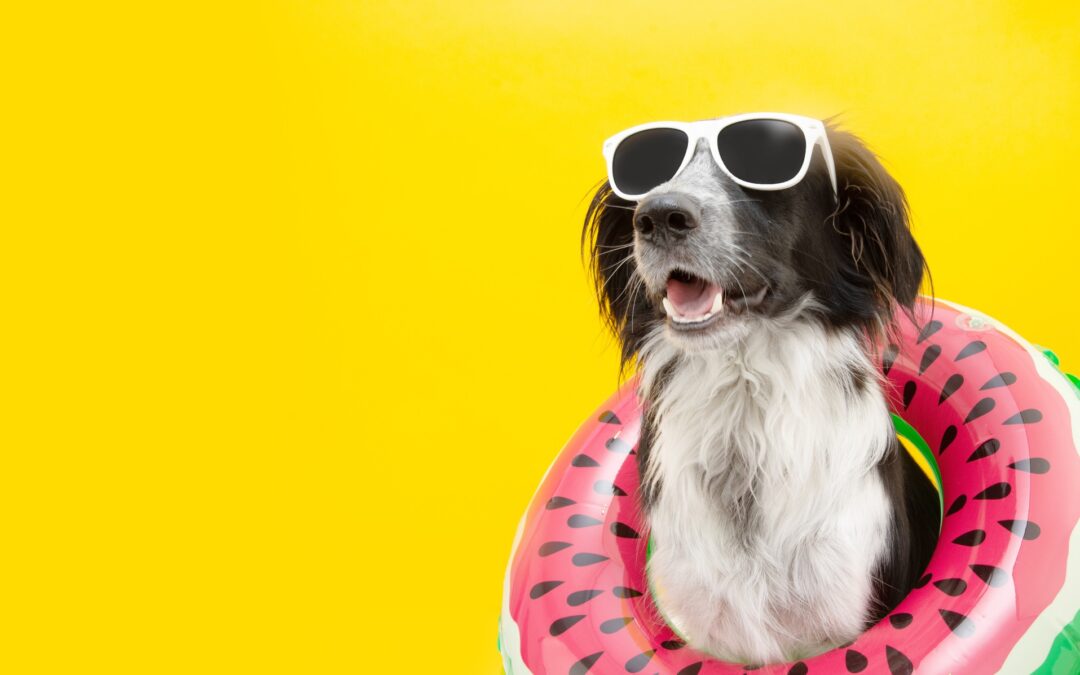 4 Ways to Pamper Your Pup During the Dog Days of Summer