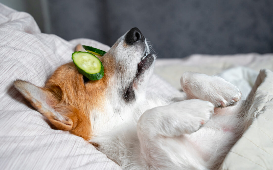 3 Ways Custom Boarding Packages Make Your Pet’s Stay Better