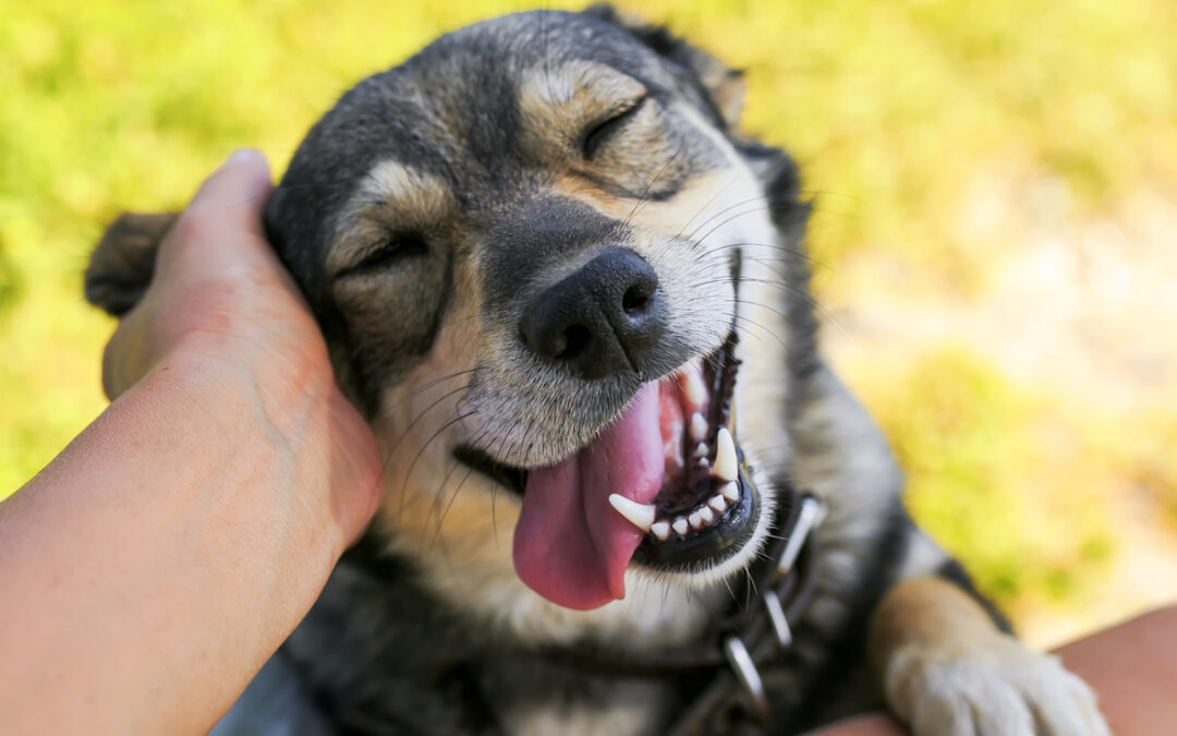 Celebrate National Love Your Pet Day All Month Long
