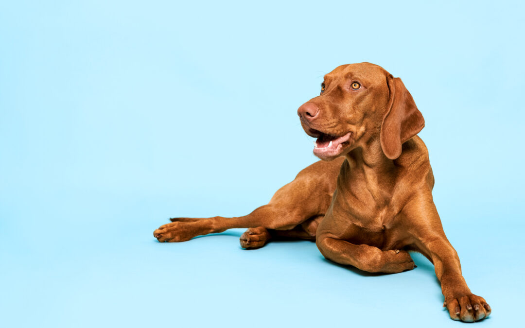 4 Great Ways Quality Pet Resorts Prep Your Pup for Springtime