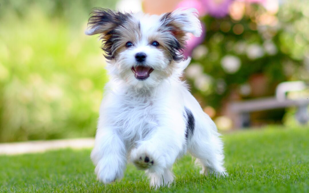 3 Ways Pets Build Confidence and Burn Calories at Doggie Daycare