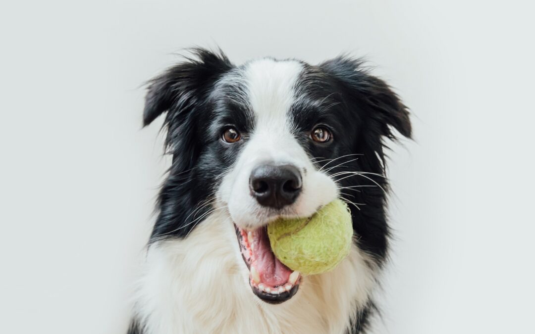 How Often Do Most Dogs Go to Daycare?