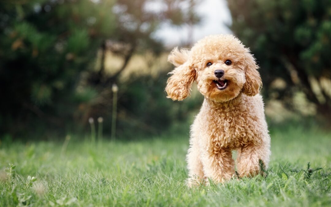 Why Dog Boarding is Best When You Are Away