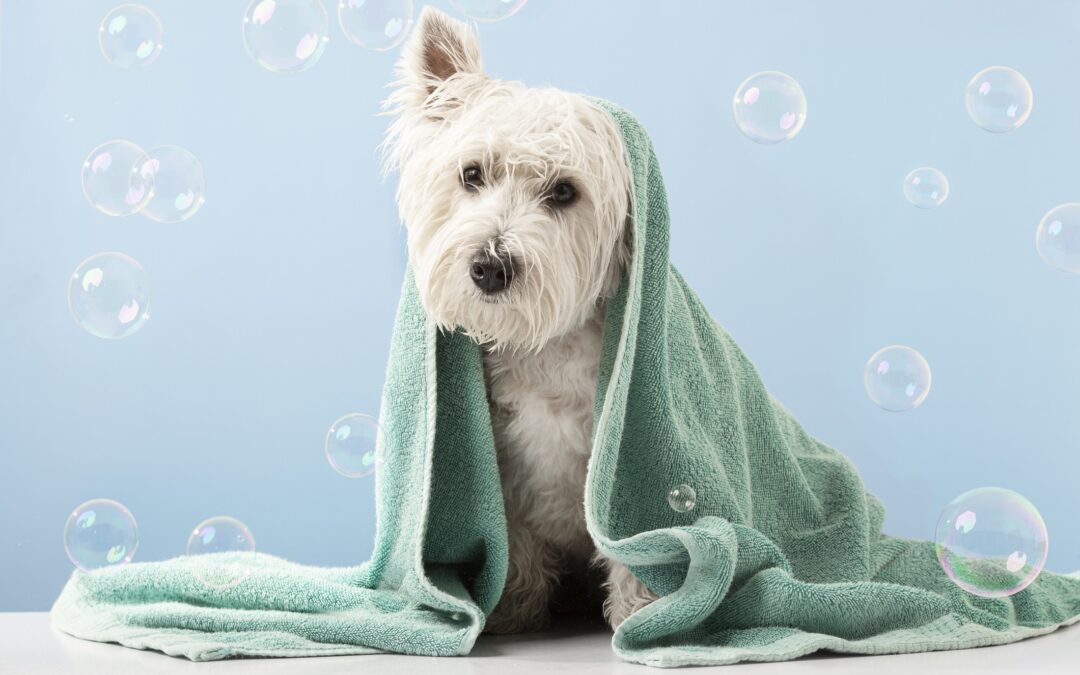 Summertime Bathing Tips to Keep Dogs Looking (and Feeling) Cool