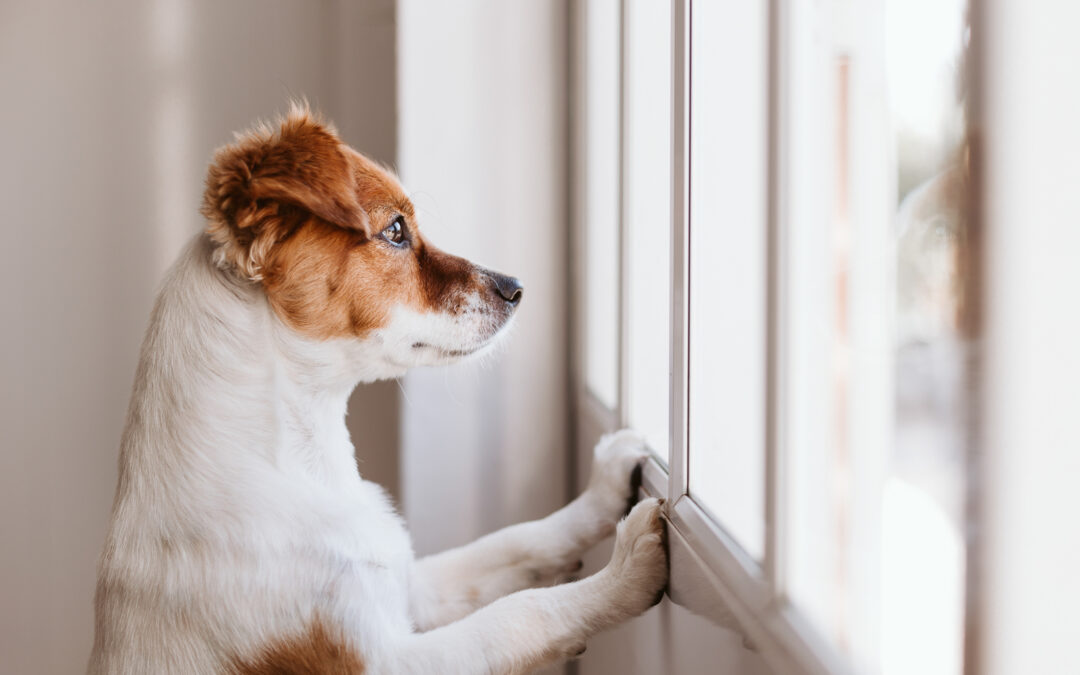 What to Do with Your Dog When Your Kids Go Back to School