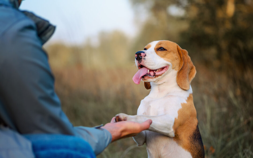 4 HUGE Benefits of a Quality Dog Training Program