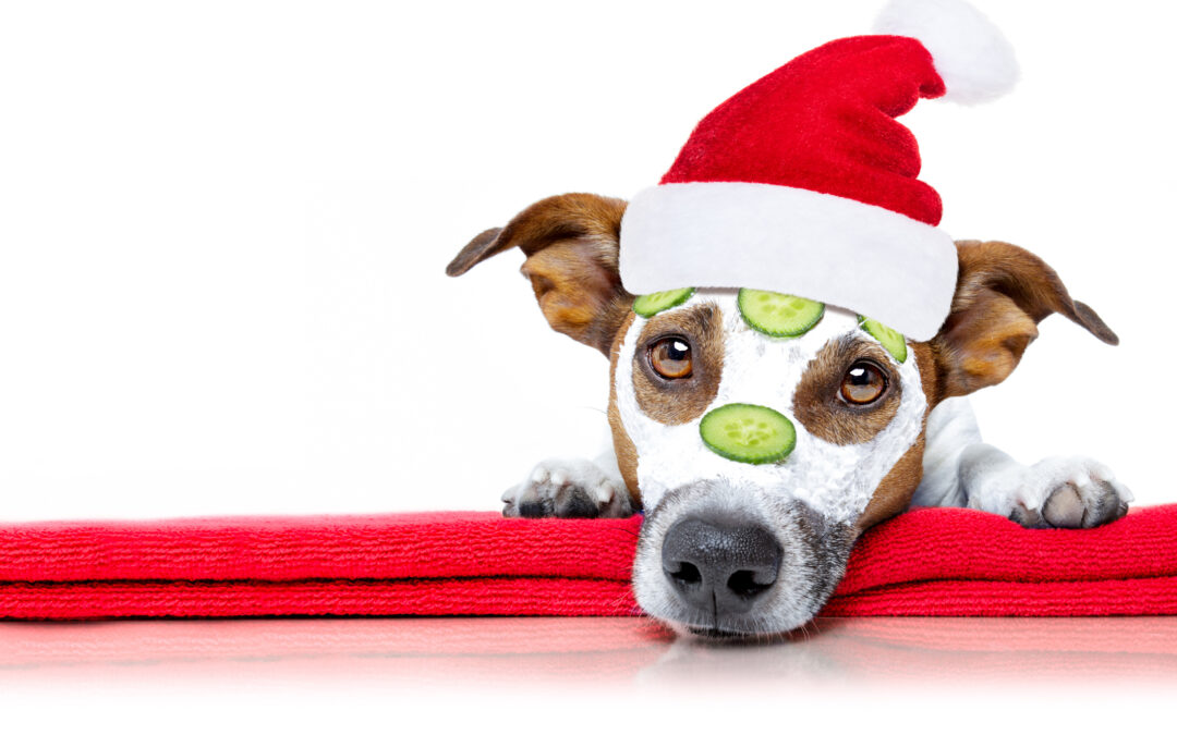 Why Winter Spa Services for Your Dog Are Important
