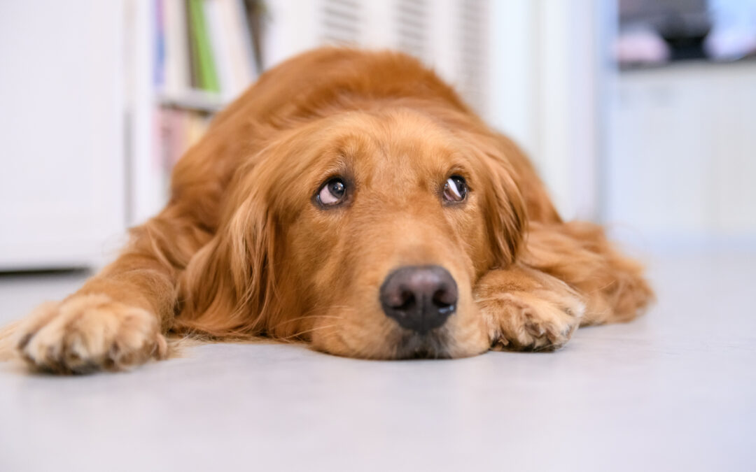 Do Dogs Get Lonely on Their Own?